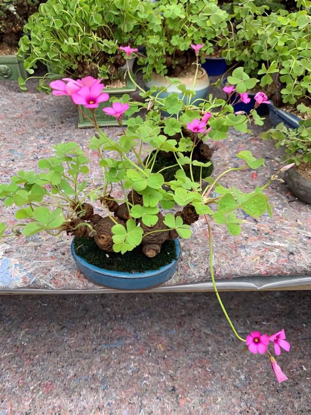 红花酢浆草、石菖蒲、狼尾嶡 、海岛芙蓉菊