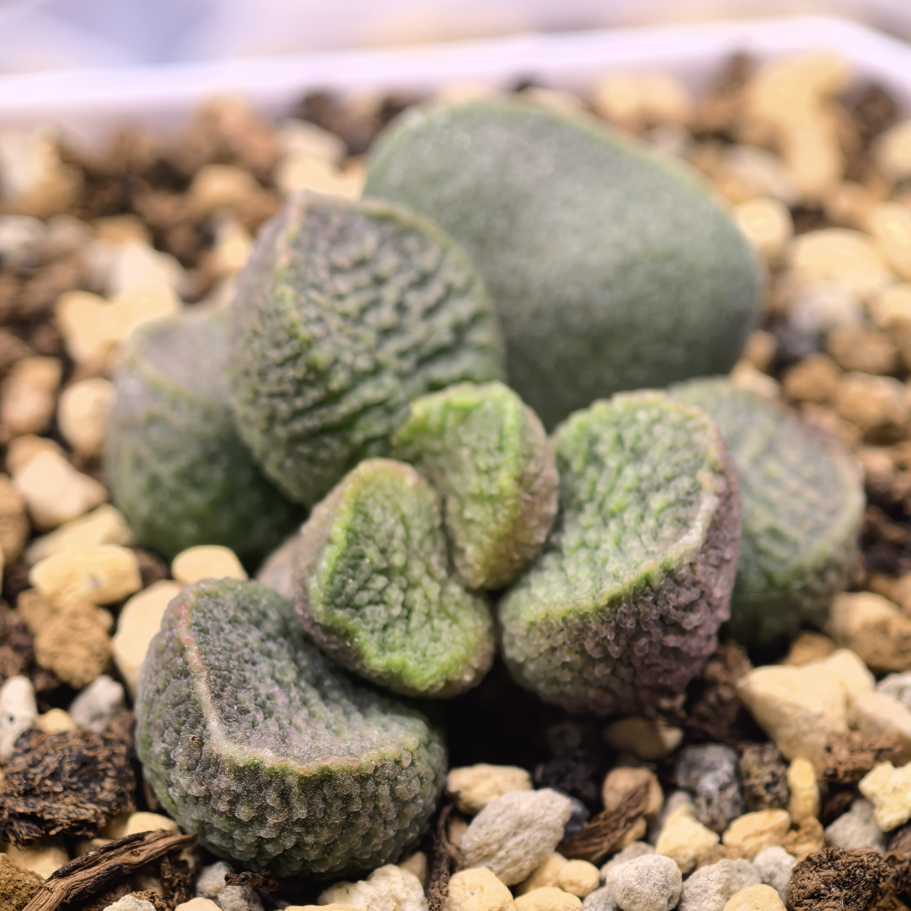 实生水泡 全场满58包普快