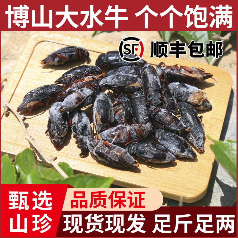 甄选新鲜大山水牛批发可食用昆虫山虫牛山山牛水牛子公母鲜活冷冻