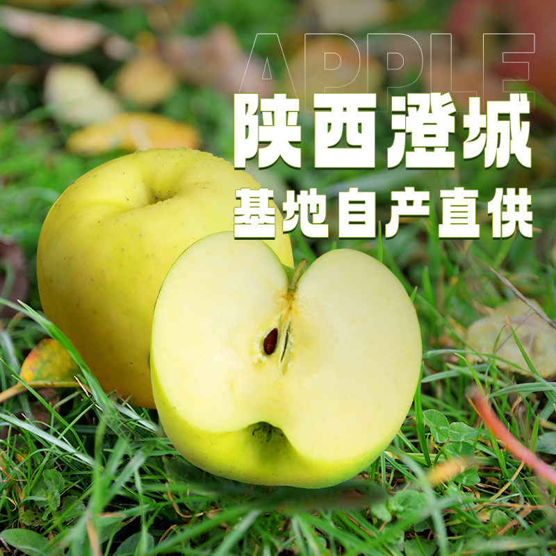 芳华醉陕西澄城芳华醉瑞雪苹果9/12枚净重5斤
