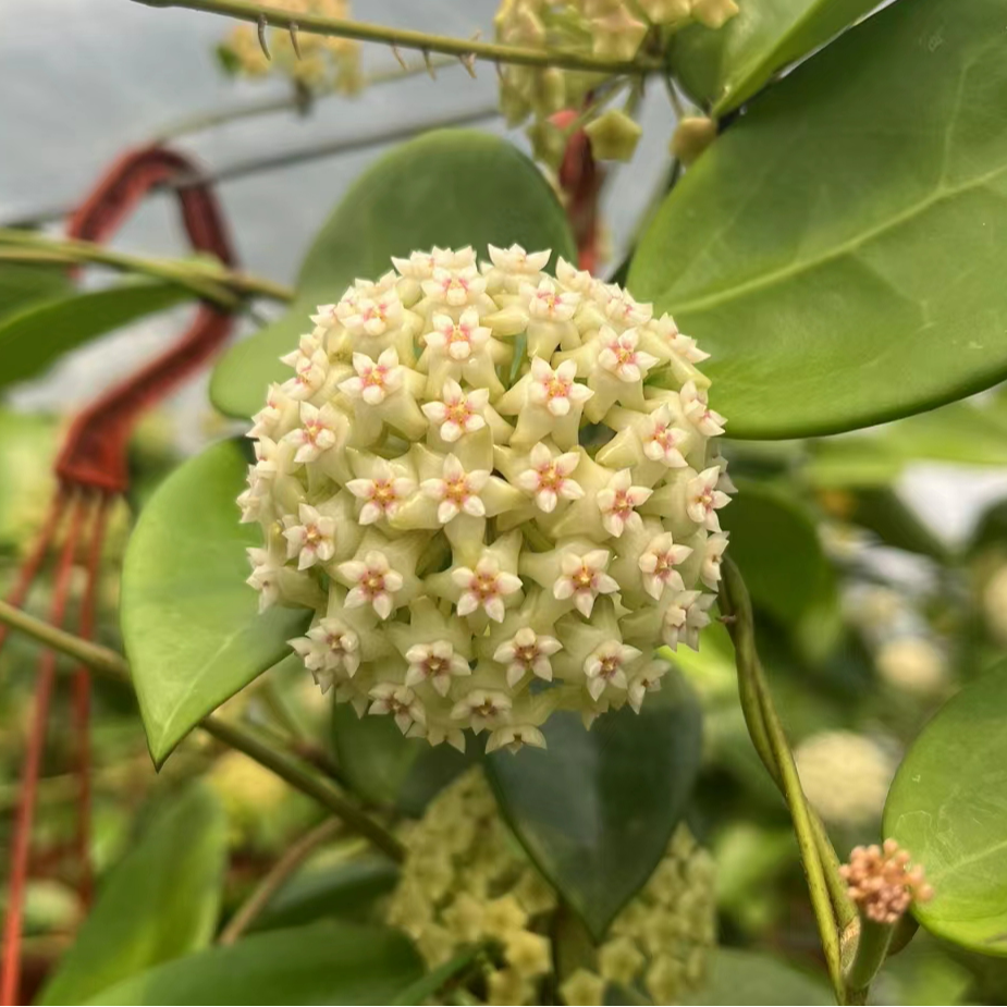 羊脂玉浓香型爬藤花卉盆栽阳台客厅好养勤花美观趣味