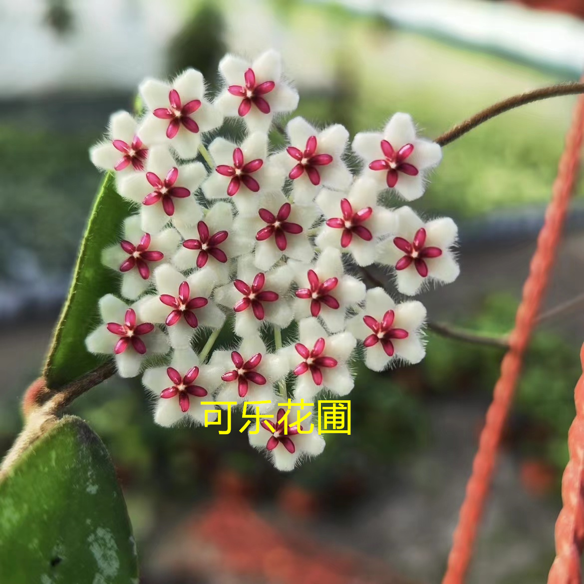 埔瓦球兰垂吊爬藤植物勤花品种