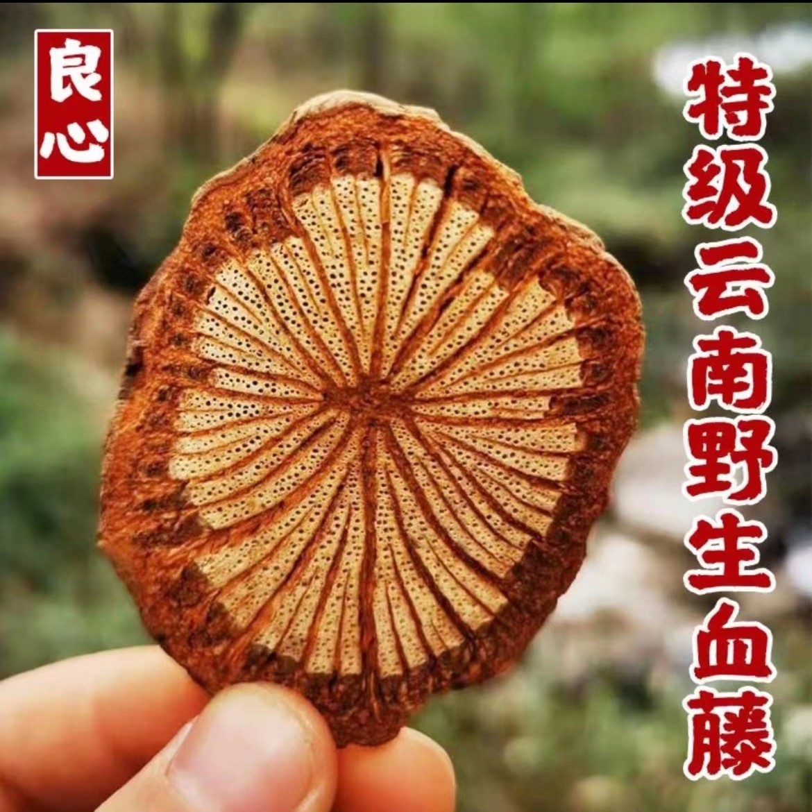 云南土特产】 美丽山货=血-塞-通=滋补营养 优质干燥