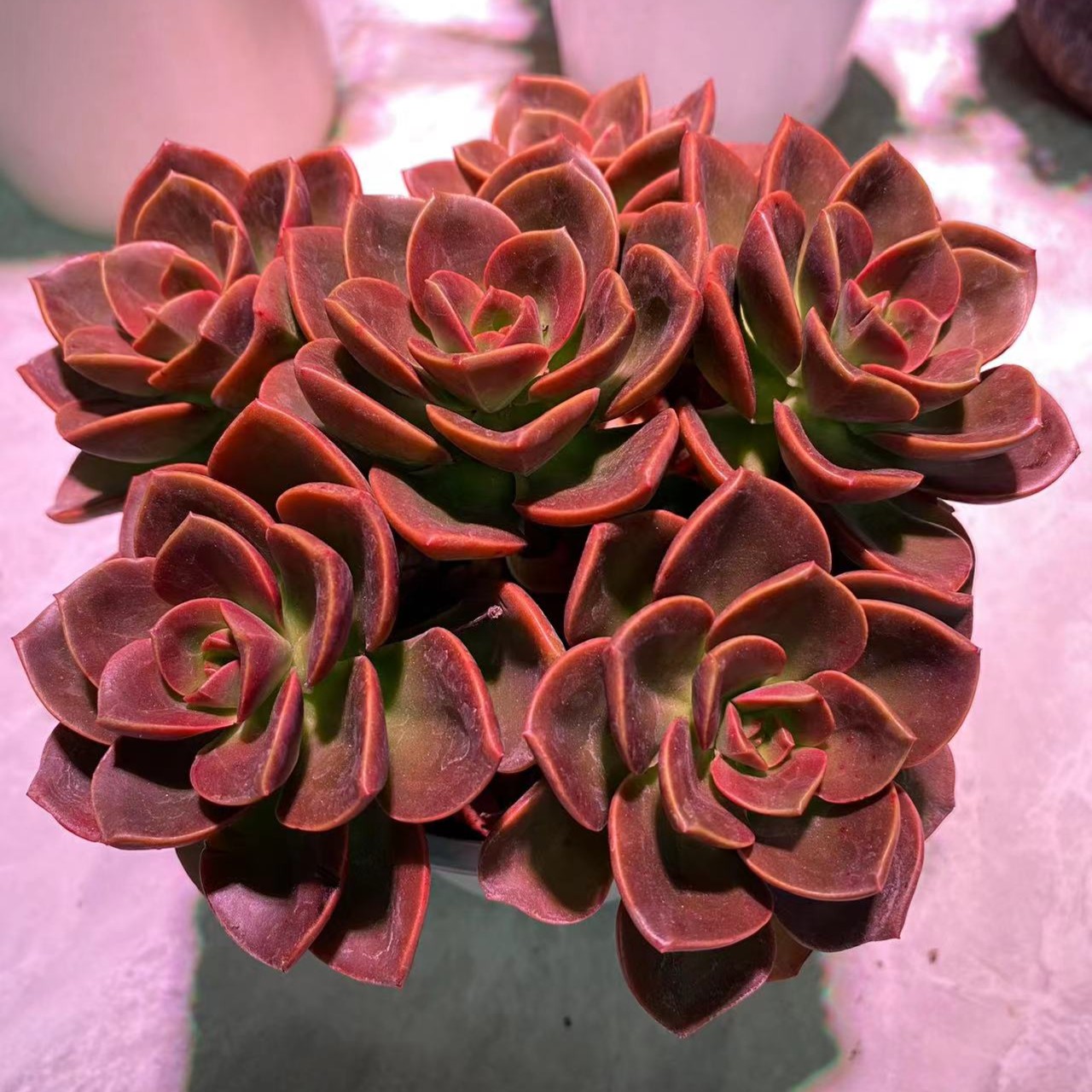 德芙巧克力室内室外可养新手好看好养盆栽多肉植物[2单包邮】