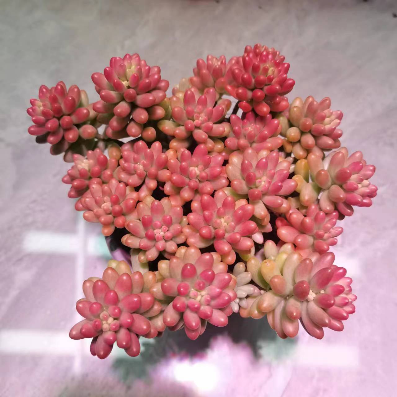 转运珠红葡萄好养多肉植物带原盆原土塑料盆发货