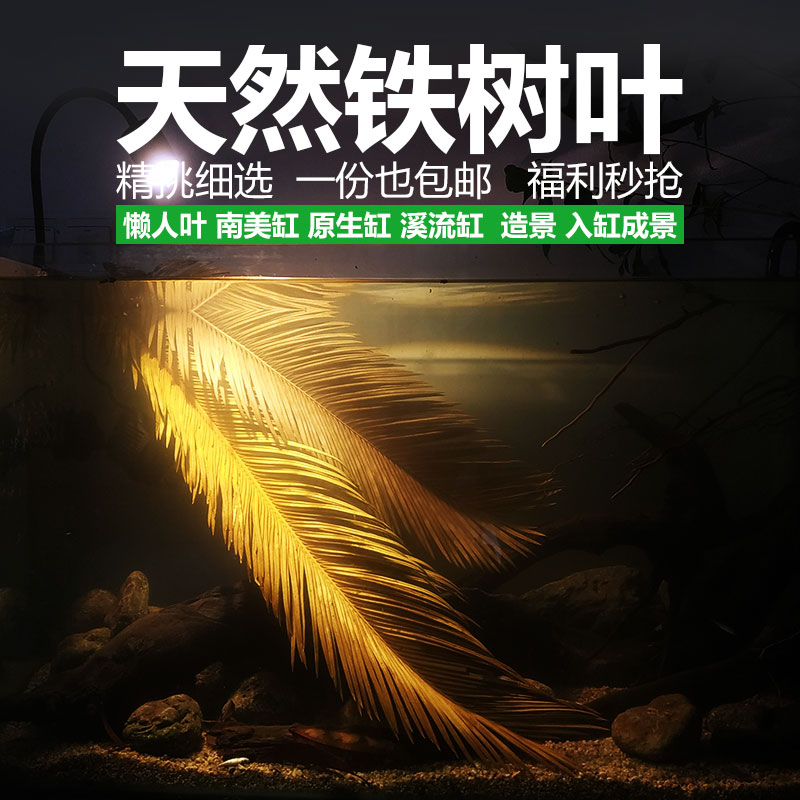 买一送1 天然铁树叶简易鱼缸造景南美缸原生缸装饰树叶网红版