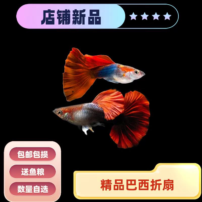 精品孔雀鱼 巴西折扇 小型耐活热带观赏 活体观赏鱼 入缸不包损