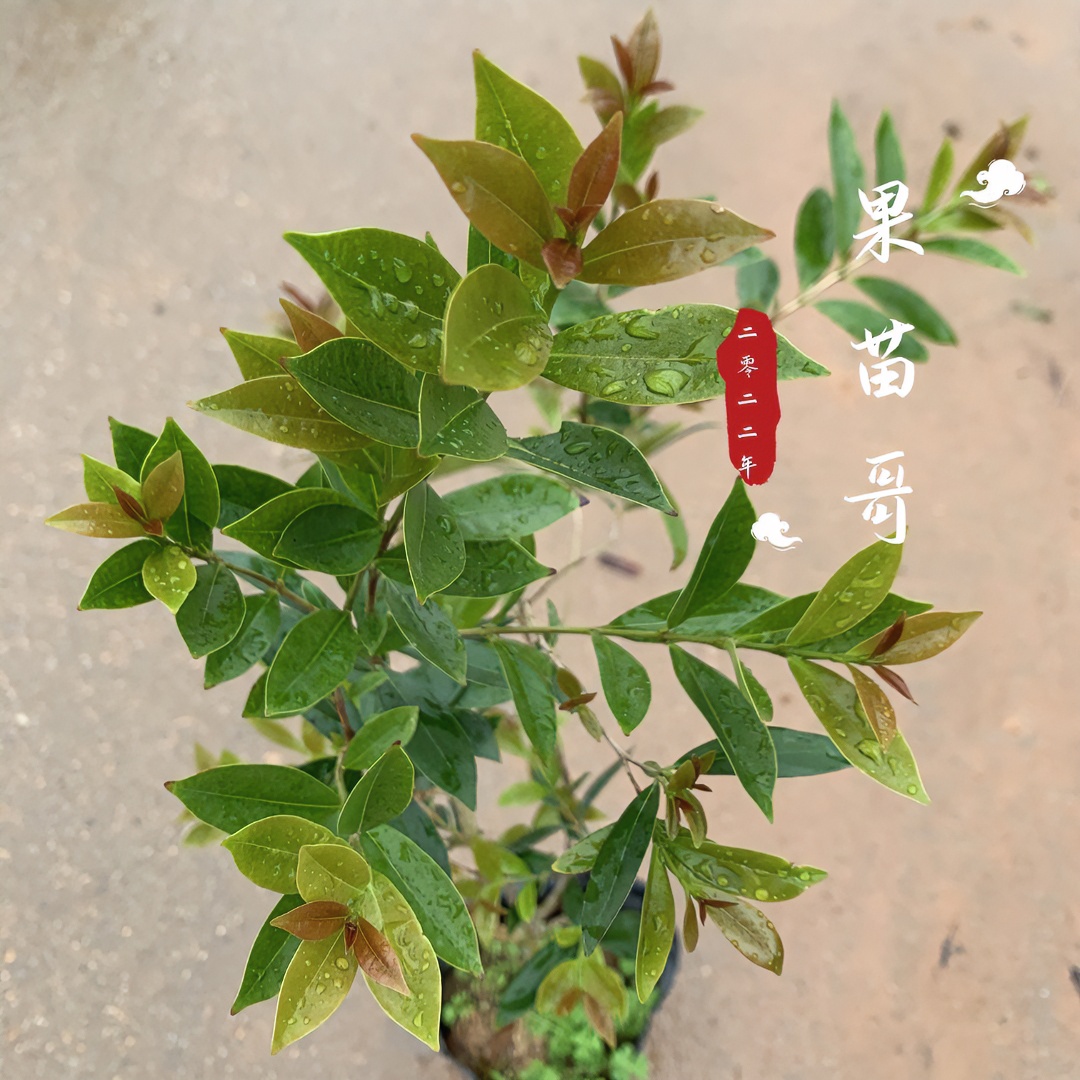 果苗哥【长果樱桃】正宗黑玫瑰樱桃容器苗耐寒微酸多汁水带土球发货