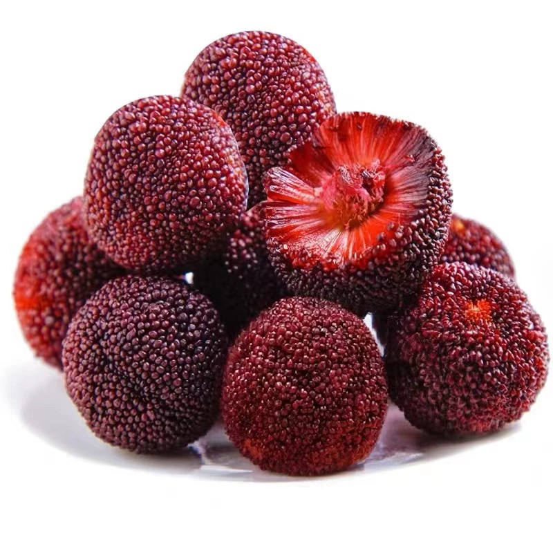 果苗哥【东魁杨梅】树苗仙居杨梅成活容器苗盆栽地栽种植生根带土