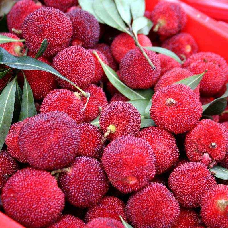 果苗哥台梅王子安海软丝丰产稳产庭院屋前屋后种植带土容器苗生根