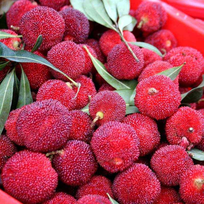 果苗哥【杨梅公树】带土球发货授粉树容器苗基地原生容器苗仙居杨梅