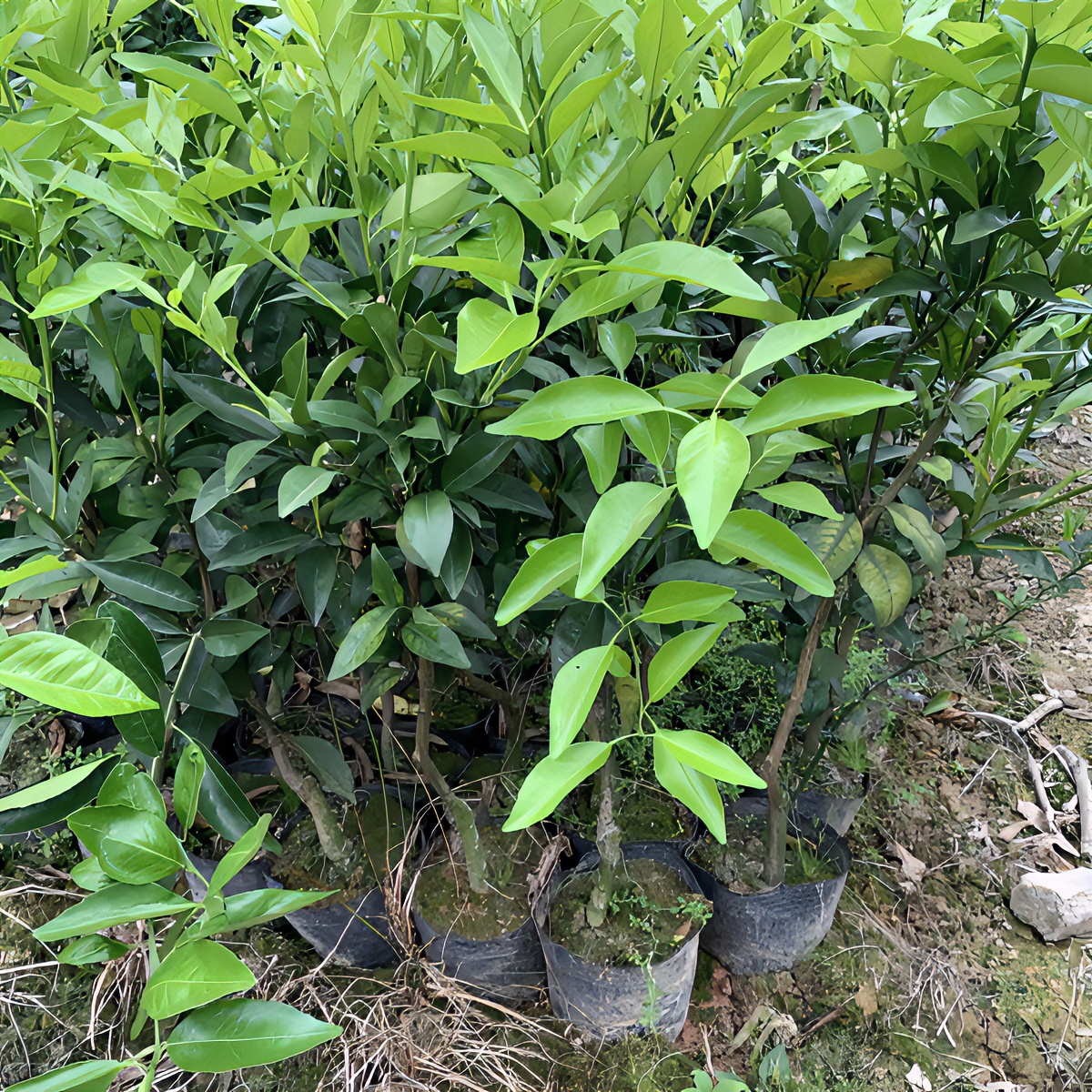 果苗哥沃柑苗容器苗少籽品种带土带叶发货带土生根成活裸根种植