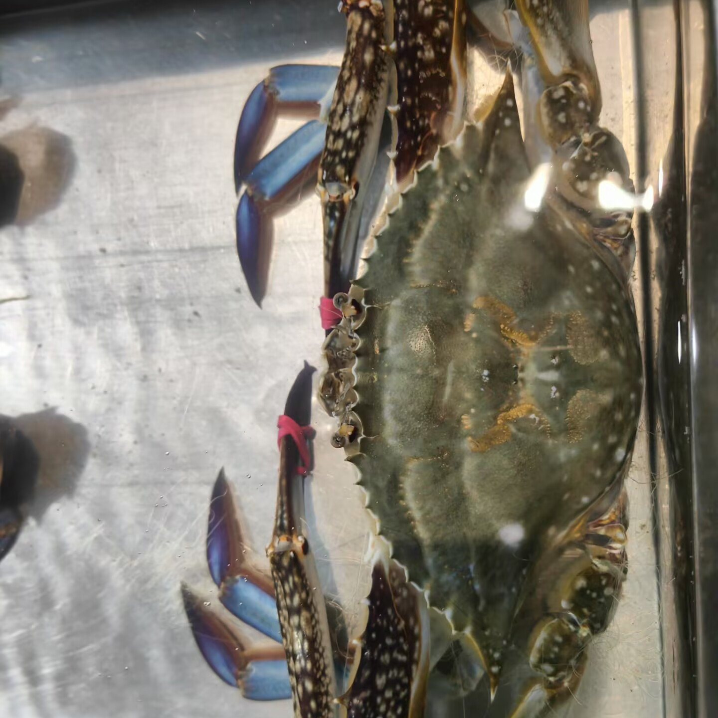 【保鲜不保活】9成肥包肥螃蟹梭子蟹海鲜新鲜充氧 3-5两/只 2-4斤装