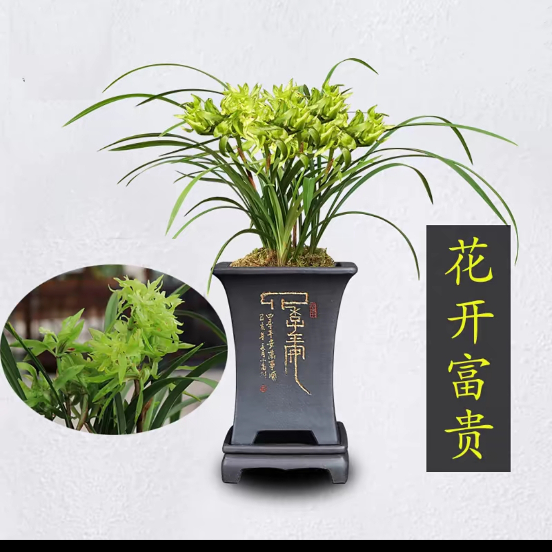 春兰浓香奇花花开富贵