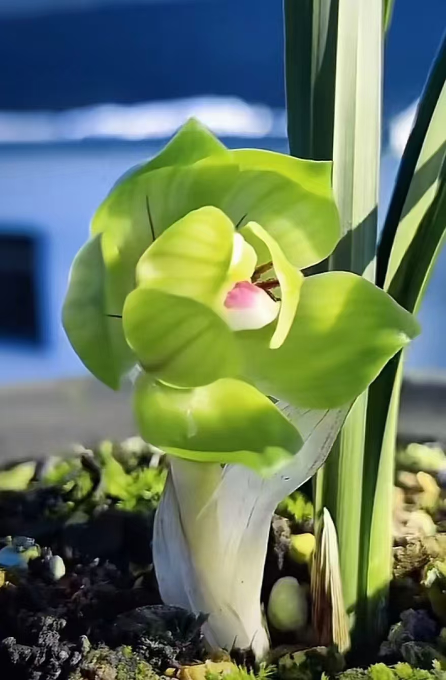 春兰墨兰室内兰花盆栽老品种皇后绿云兰花绿植东方东方墨蘭阮迪慧