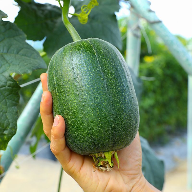 苹果丝瓜种子  早中熟    丝瓜种子     果肉紧实       瓜型好