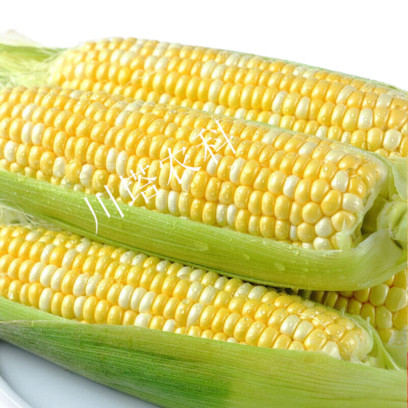 润甜99水果玉米种一代 杂交玉米种子大面积播种
