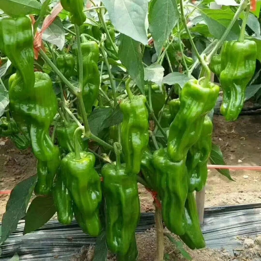 川塔 博萃二号 菜椒种子  极早熟强挂果  果皮薄  形状正  产量高