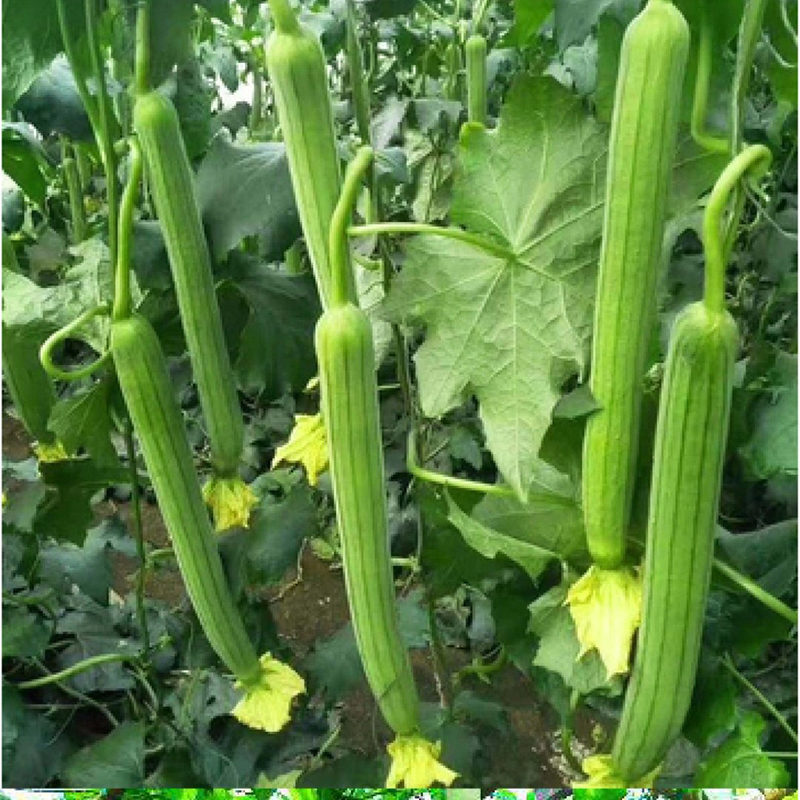 川塔甜脆香丝瓜种子 早熟 强雌性 畸形少 抗病强 春季夏季种植
