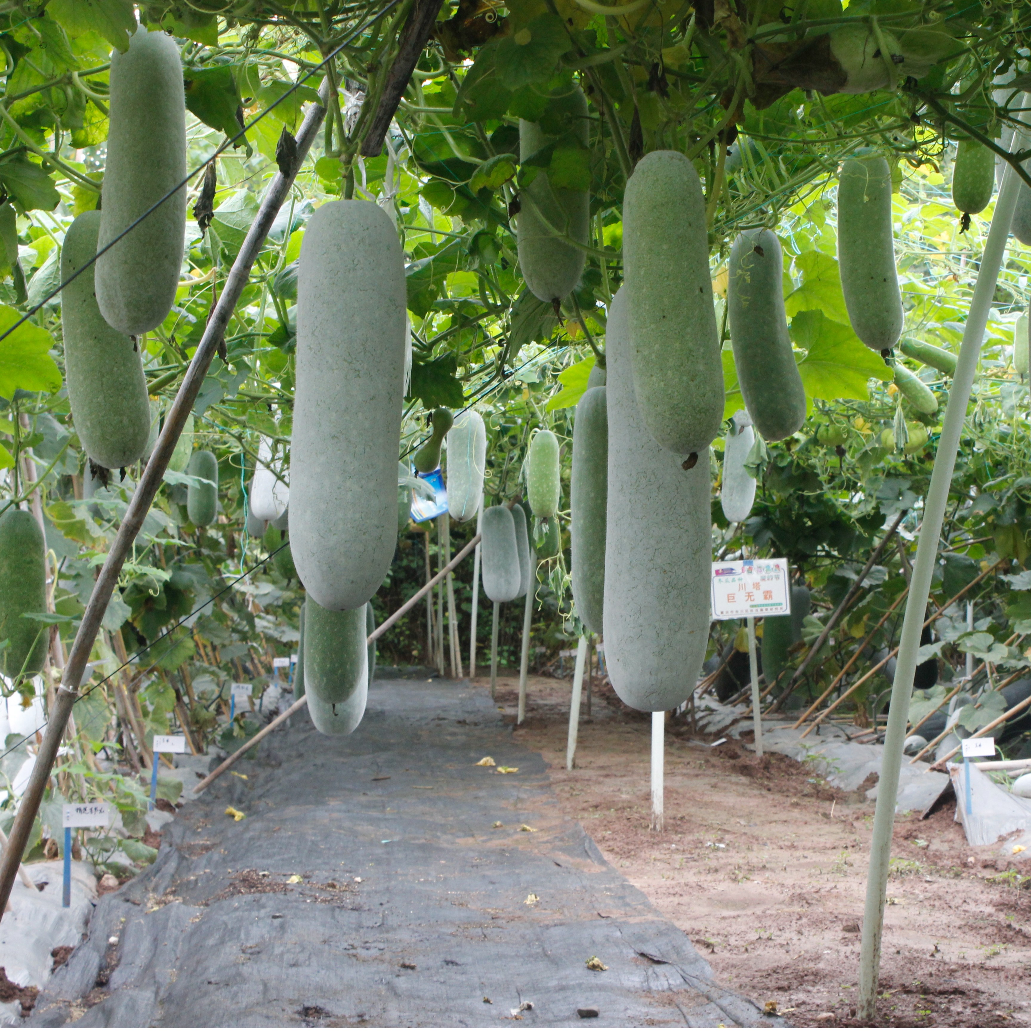 川塔广东小冬瓜   基地冬瓜种子  瓜长棒型   肉后腔小  口感细腻