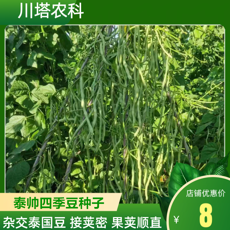 川塔泰帅 四季豆种子 杂交泰国豆  接荚密  果荚顺直  长度30厘米