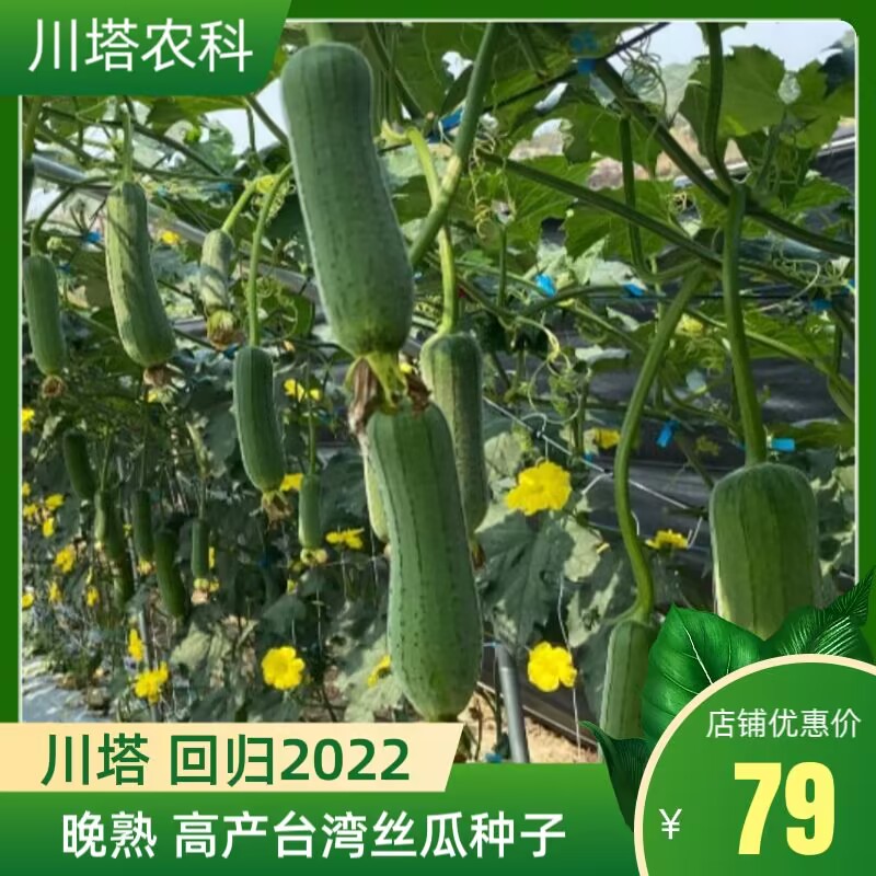 川塔回归2022 台湾引进丝瓜种子 硬度好口感棒 超强分枝亩种200株