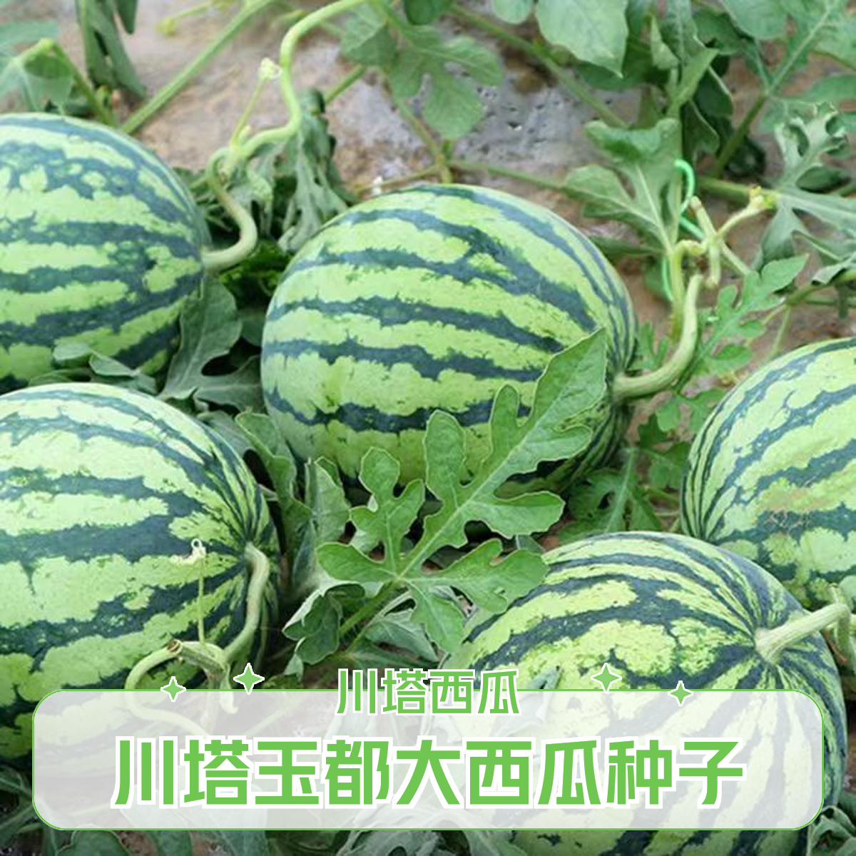 川塔  美都    玉都大西瓜种子   正圆型红瓤   大红瓤  甜脆爽口