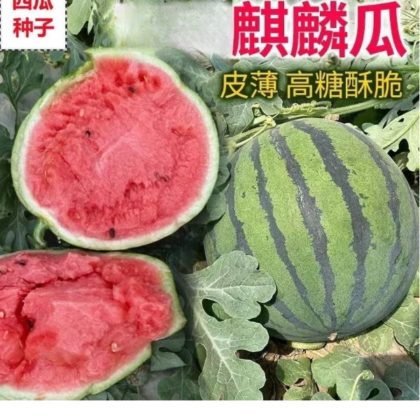 麒麟西瓜 一代杂交西瓜种子 早熟松脆 单瓜重4-7公斤 糖度12-13度