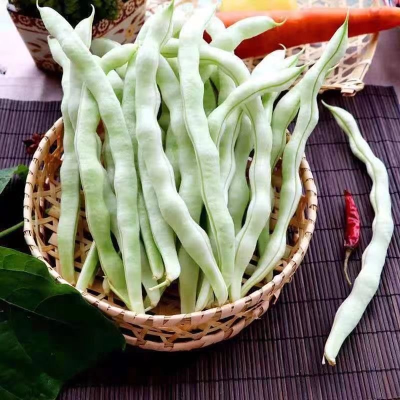 川塔白胖子  四季豆种子白架豆 挂果多 荚条顺直  产量高