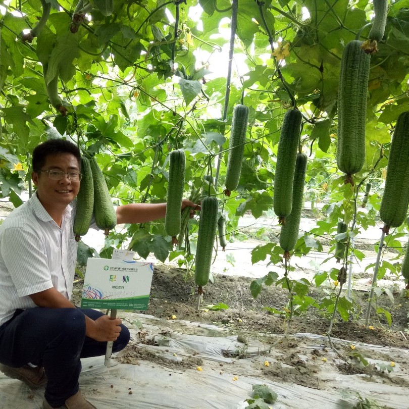 川塔精品早帅   丝瓜种子  7节左右现雌花  节节挂果  产量高