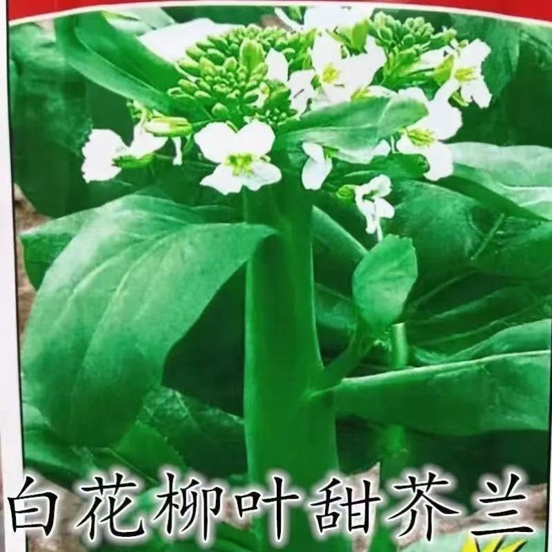 无品牌四季香菇芥兰  芥菜种子 耐热耐湿  纤维少  口感好