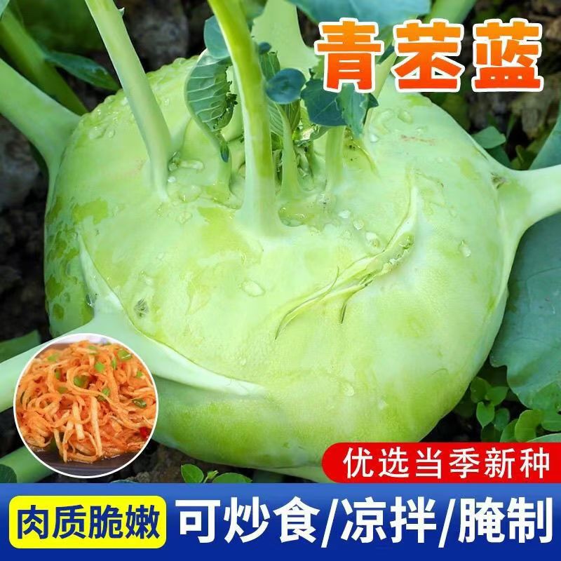 无品牌二白苤兰 耐热耐湿   味甜脆 肉质细腻  春秋可种