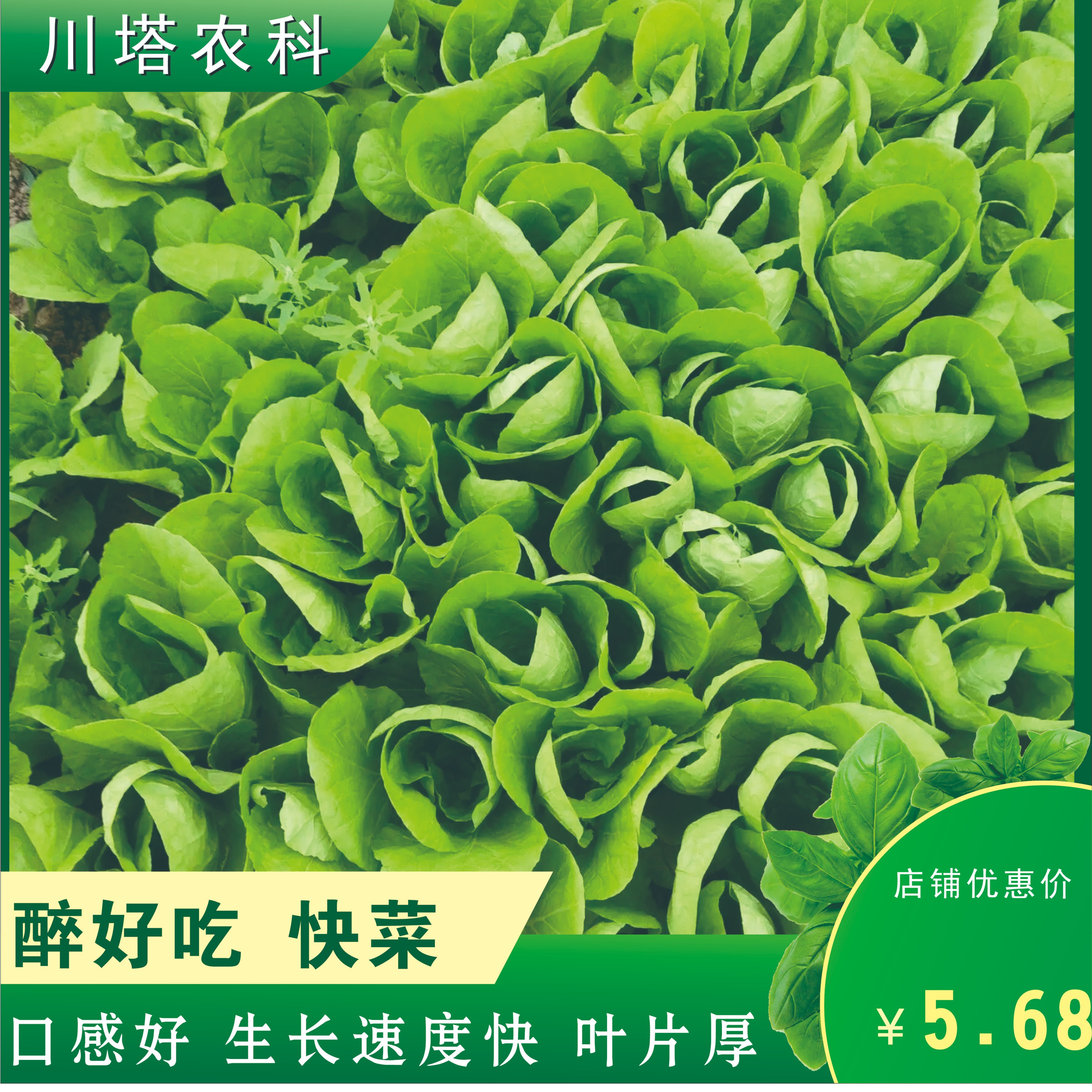 川塔蕞好吃快菜种 口感好 下锅耙 生长速度快 四季均可种植 抗病