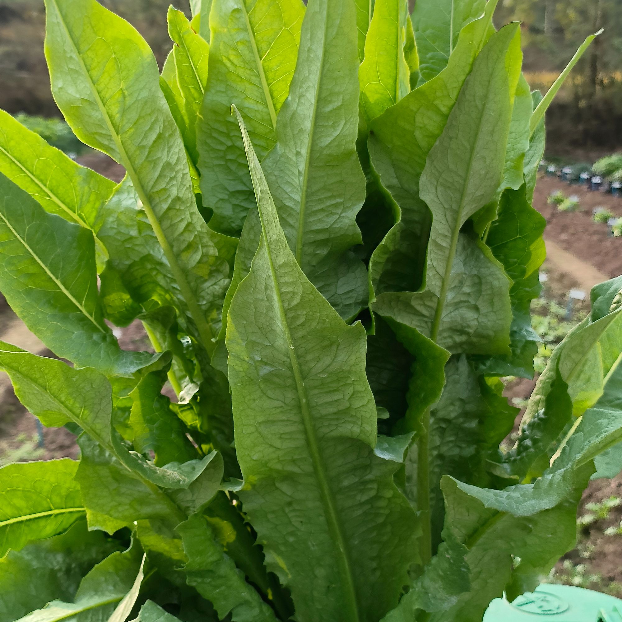 川塔大棒油麦菜种子四季播青菜种籽 阳台庭院大棚盆栽籽种蔬菜种