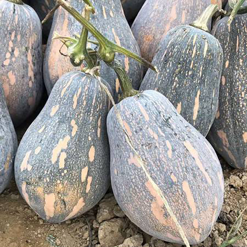 川塔川塔香芋南瓜      南瓜种子 早中熟  香芋味  趴地生长