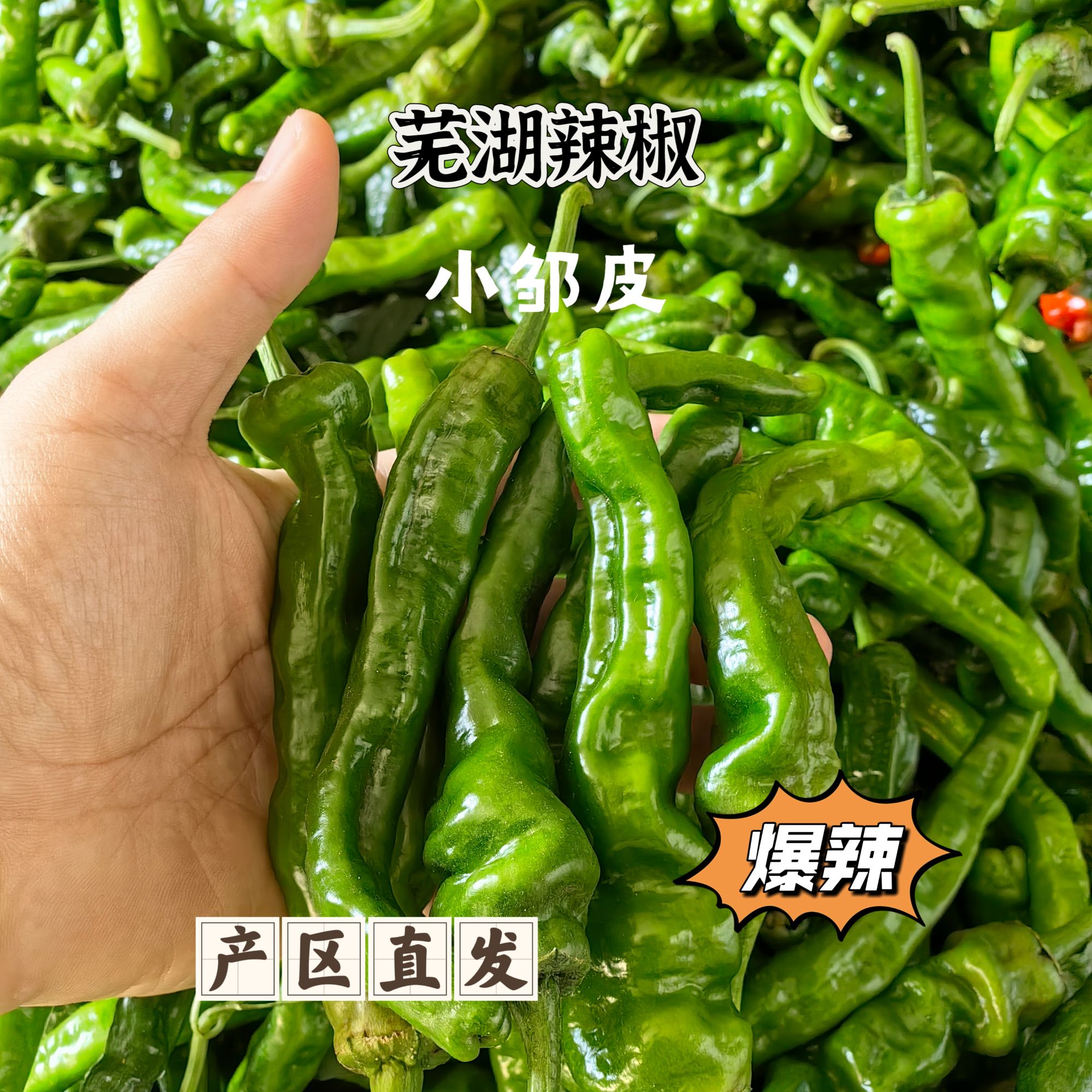 【特辣小皱皮辣椒】安徽芜湖现采小皱皮青辣椒特辣高辣辣椒皱皮辣椒