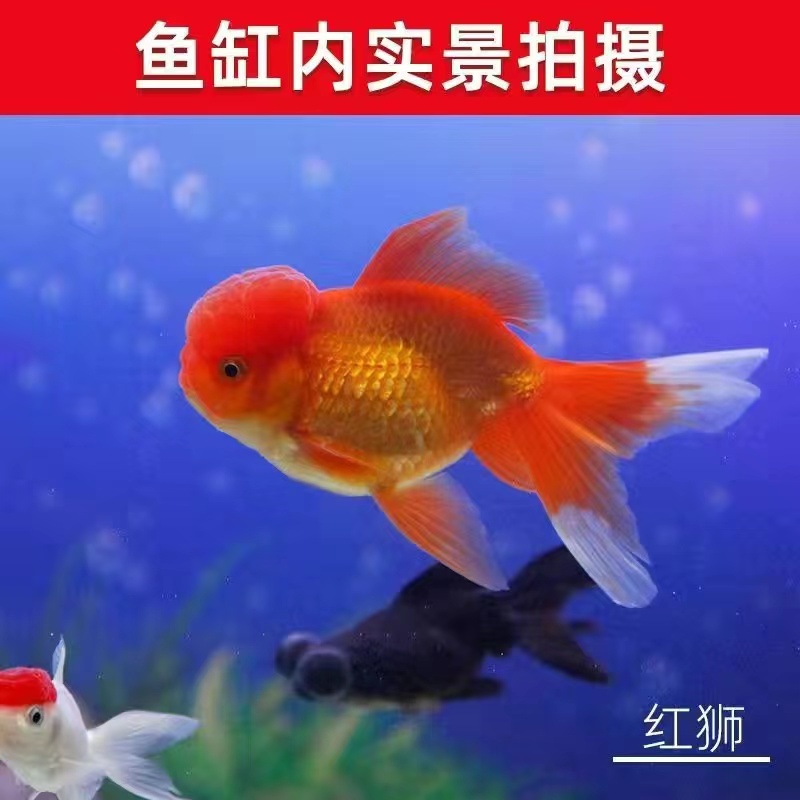 冷水狮子头国狮红狮金鱼观赏鱼活好养耐活冷水淡水鱼招财鱼风水鱼