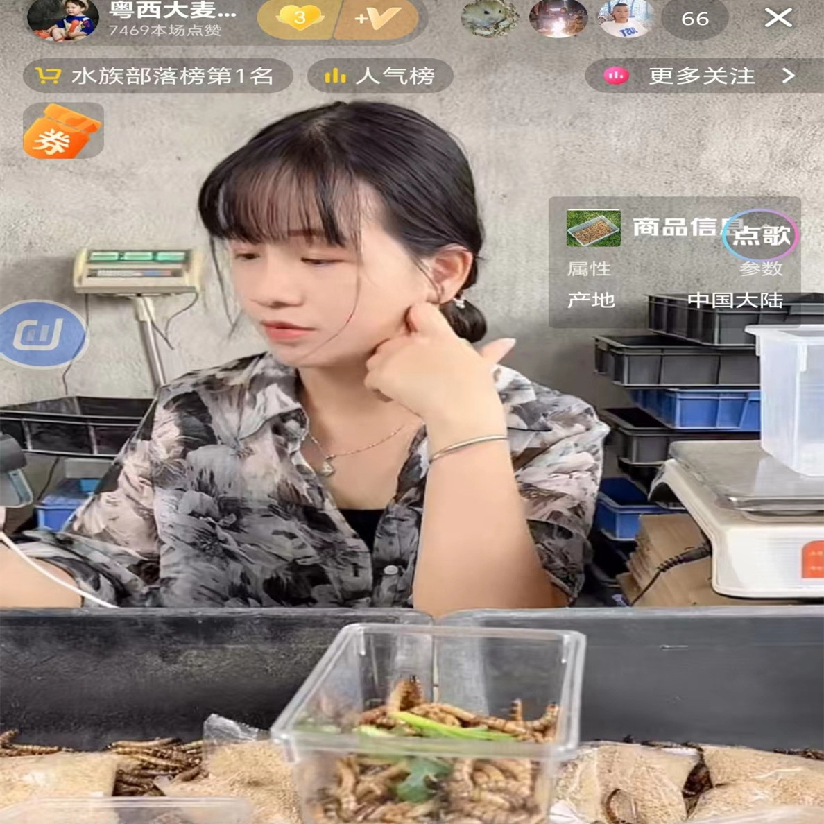 大麦虫加麦麸套餐款，请大家点进看看