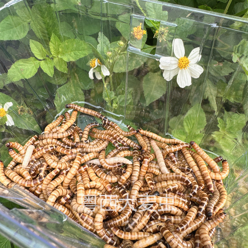 【200条+送盒子】养殖大麦虫宠物活体饲料可钓鱼大麦虫