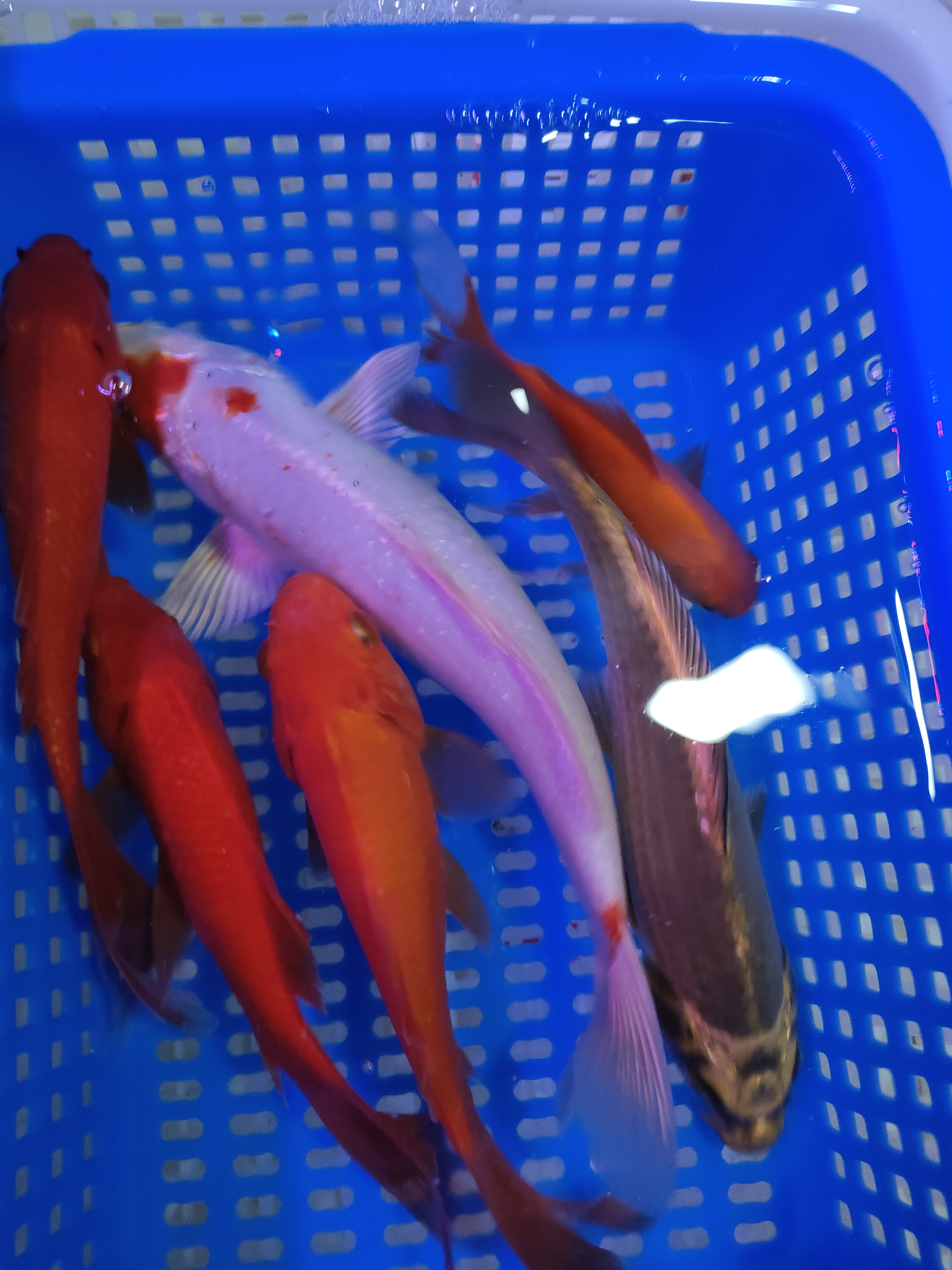 15-20公分草巾红白6条