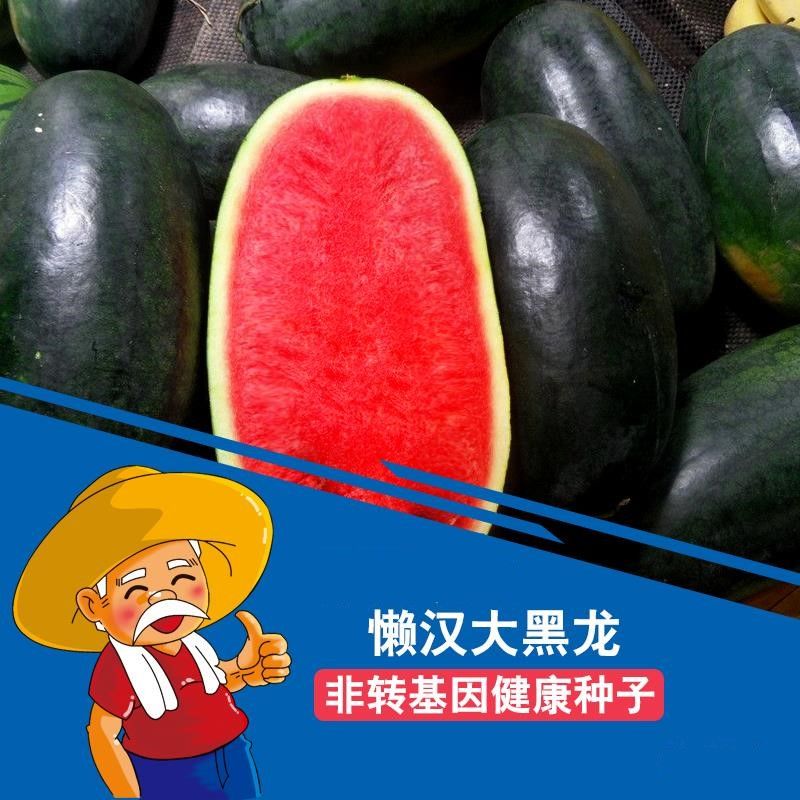 (买二送一)正品高产薄皮懒汉大黑龙红瓤长西瓜种子耐运输四季庭院