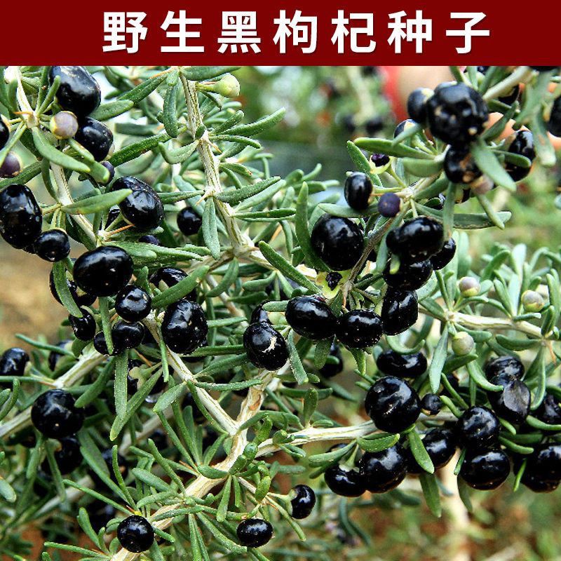 (买二送一)野生枸杞种子四季播种高产耐寒抗热黑枸杞种籽庭院种子