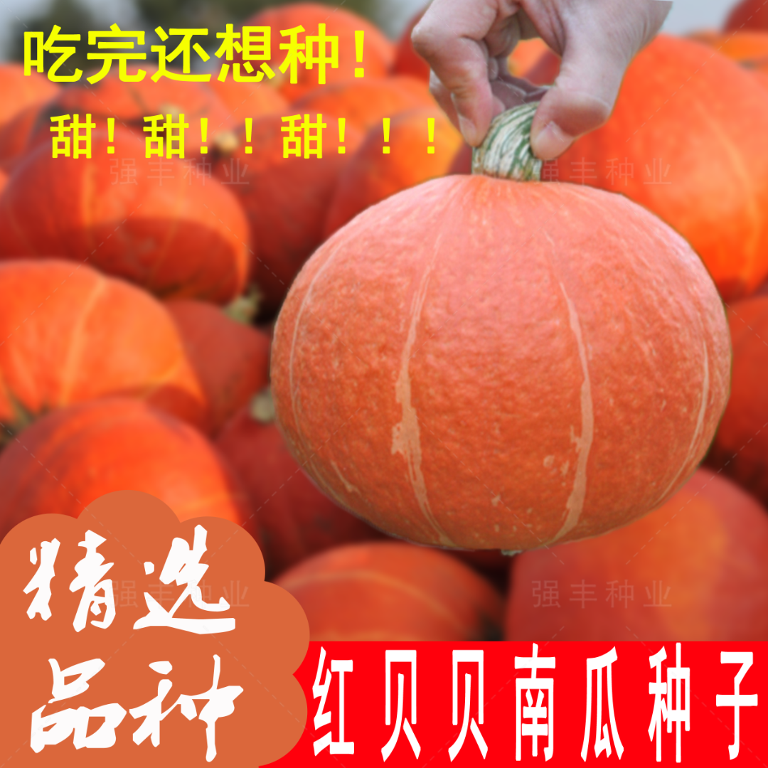 (买二送一)红蜜板栗贝贝南瓜种籽高产红栗南瓜种子香甜糯四季蔬菜