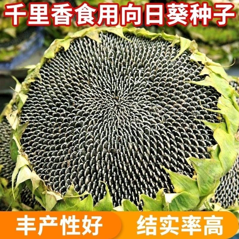 (买二送一)向日葵瓜子种子千里香食用向日葵花籽四季易种阳台盆栽