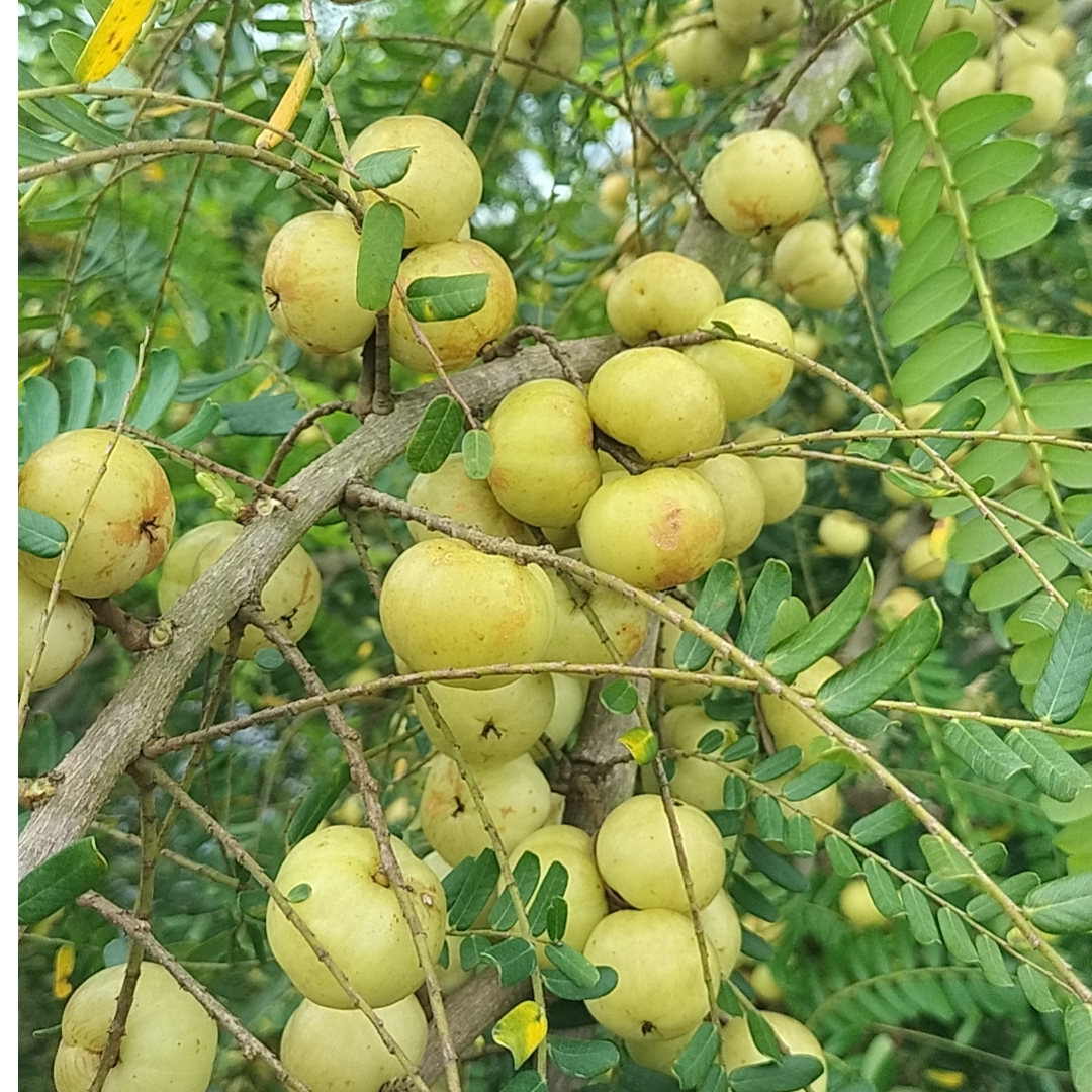 潮汕三棱油柑拍拍一发两斤