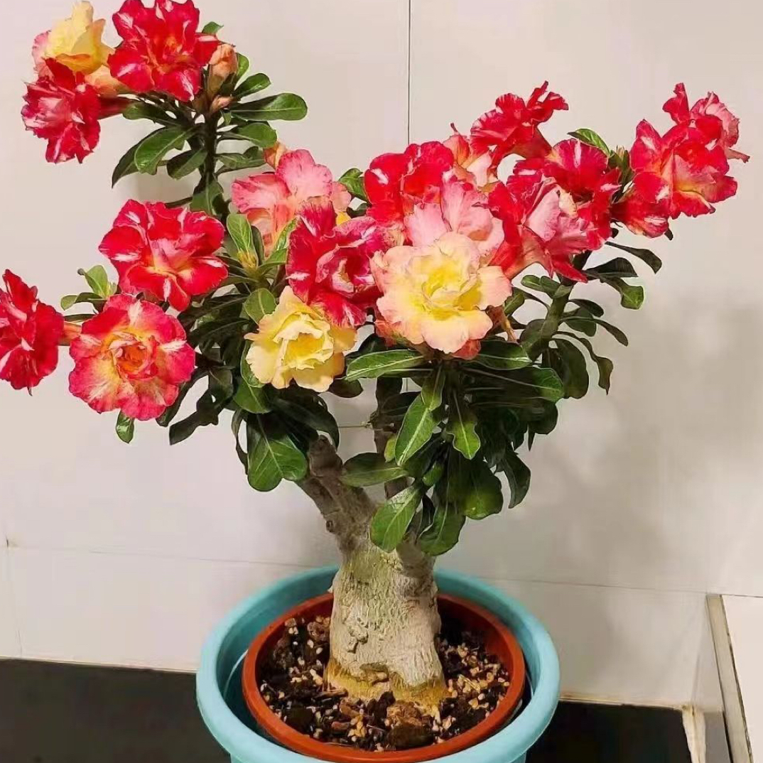 【一物一拍】沙漠玫瑰老桩盆栽基地直销四季开花好养喜欢阳光不喜水