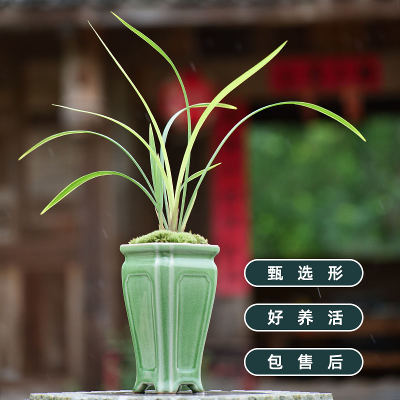 兰花盆景盆栽绿植建兰如骄带盆栽好包邮