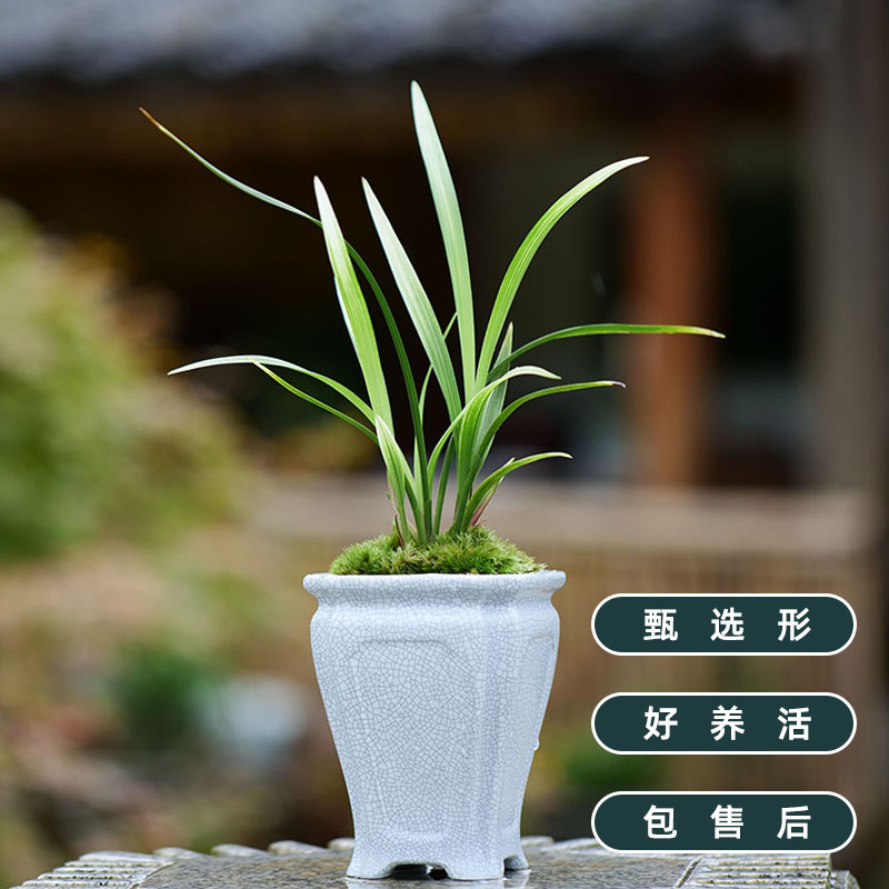 兰花盆景盆栽绿植寒兰铁树银花带盆栽好包邮