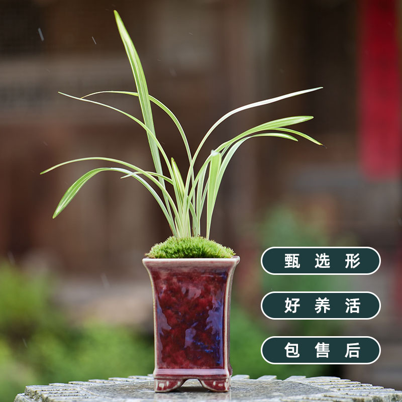 兰花盆景盆栽绿植建兰峨眉弦带盆栽好包邮