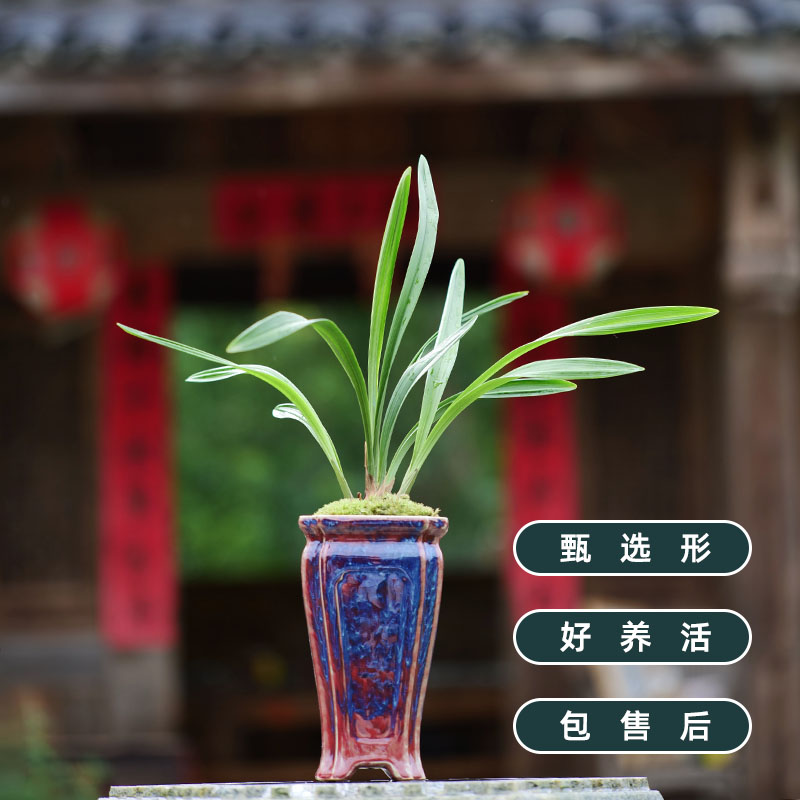 兰花盆景盆栽绿植建兰君临天下带盆栽好包邮